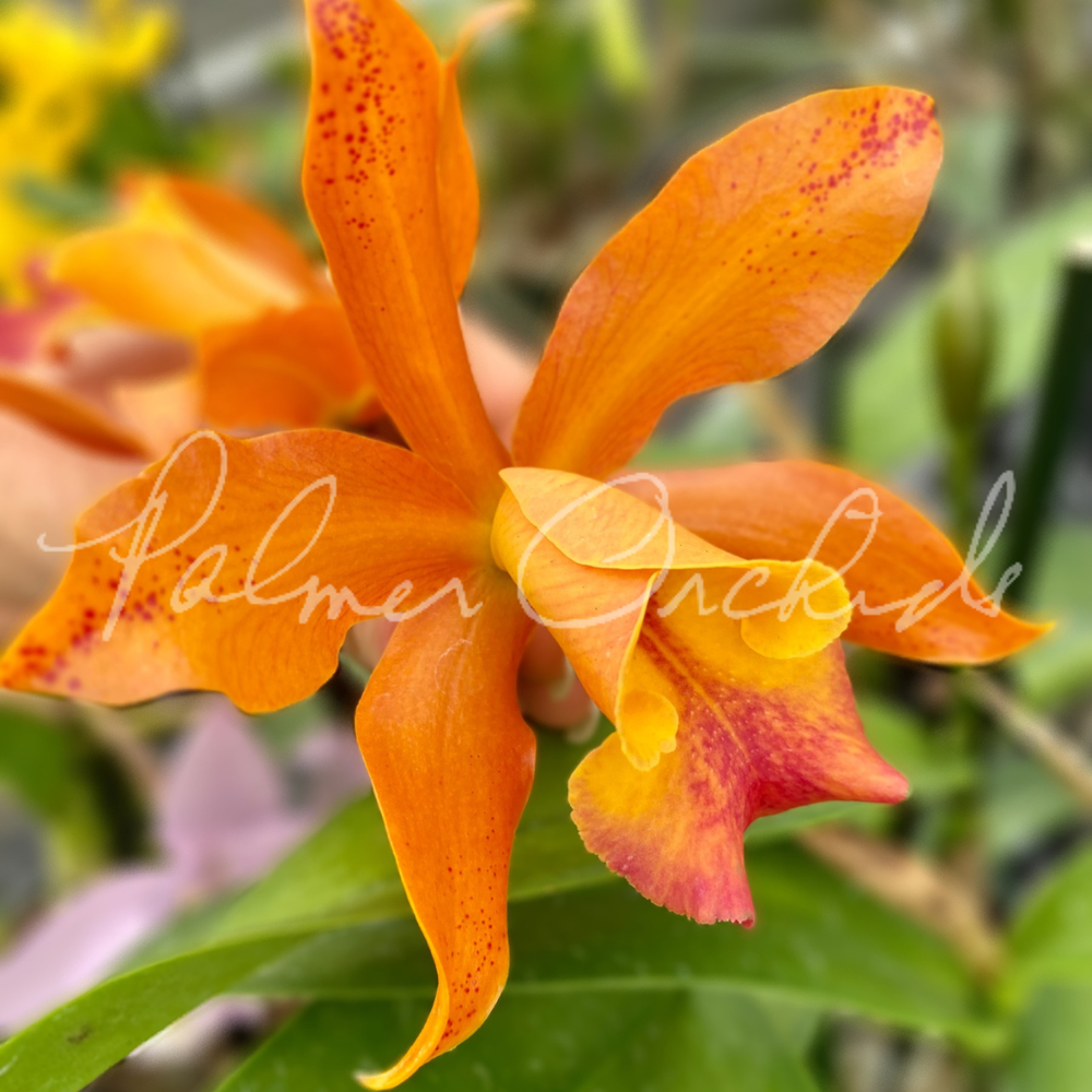 Rth. Nobile's Ambar — Palmer Orchids